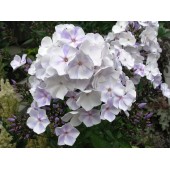 Флокс  Phlox Лавандовое облако